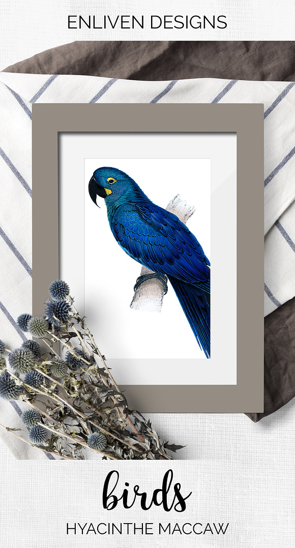 Parrot Hyacinth Macaw Blue Parrot in Illustrations - product preview 7