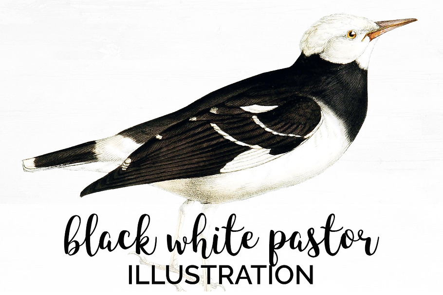Vintage Bird Black White Pastor