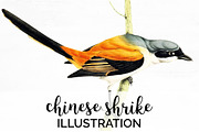 Shrike Chinese Watercolor Bird