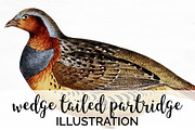 Partridge Wedge-tailed Vintage Bird