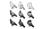 Set of pigeons