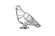 Drawing of pigeon