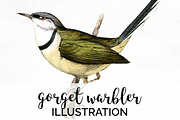 Warbler Gorget Vintage Watercolor