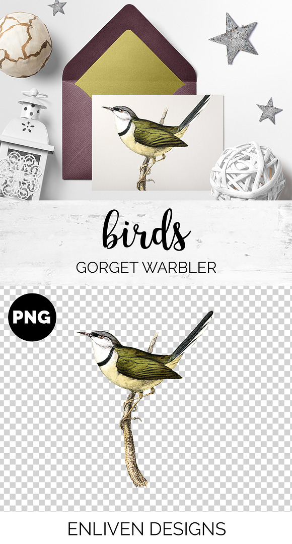 Warbler Gorget Vintage Watercolor in Illustrations - product preview 1