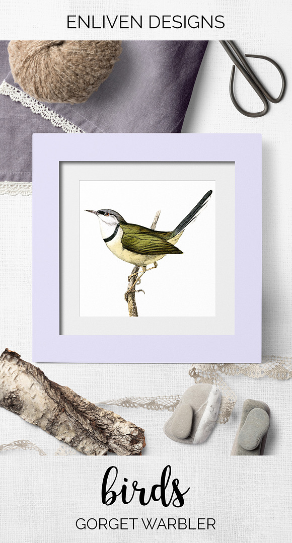Warbler Gorget Vintage Watercolor in Illustrations - product preview 7