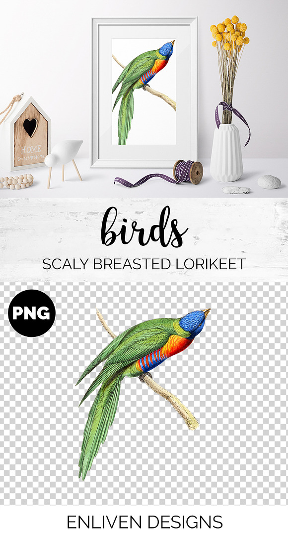 Lorikeet Parrot in Illustrations - product preview 1