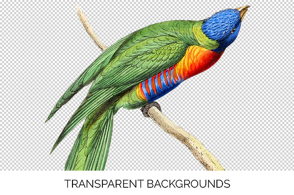 Lorikeet Parrot in Illustrations - product preview 2
