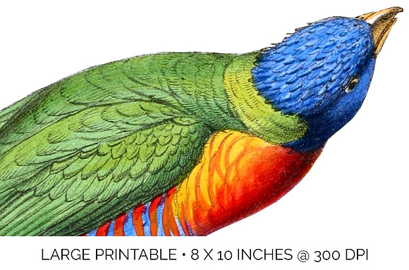 Lorikeet Parrot in Illustrations - product preview 4