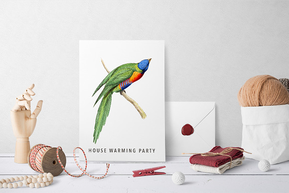 Lorikeet Parrot in Illustrations - product preview 5