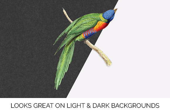 Lorikeet Parrot in Illustrations - product preview 6