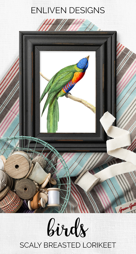 Lorikeet Parrot in Illustrations - product preview 7