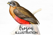Trogon Vintage Watercolor Bird