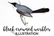 Warbler Black Crowned Vintage Bird
