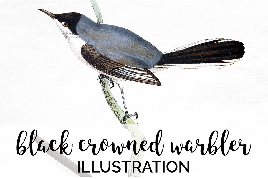 Warbler Black Crowned Vintage Bird in Illustrations - product preview 8