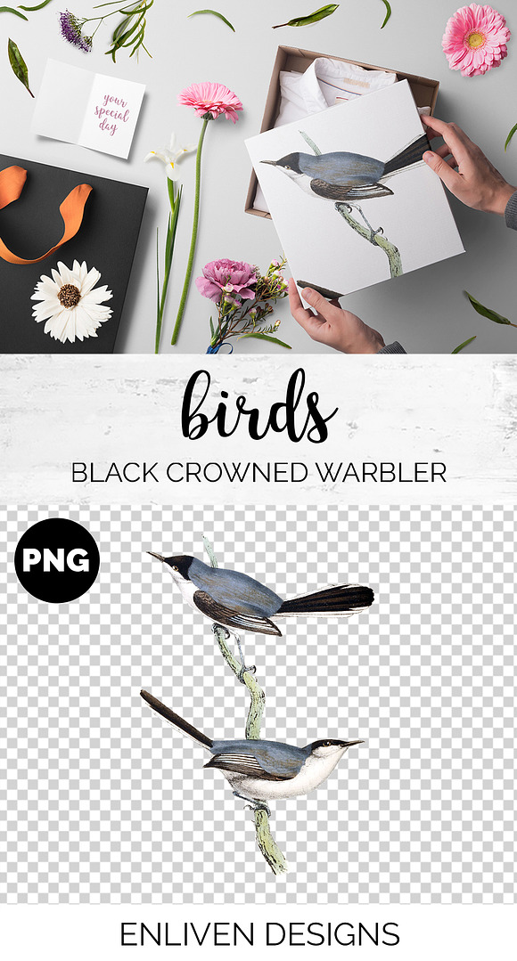 Warbler Black Crowned Vintage Bird in Illustrations - product preview 1