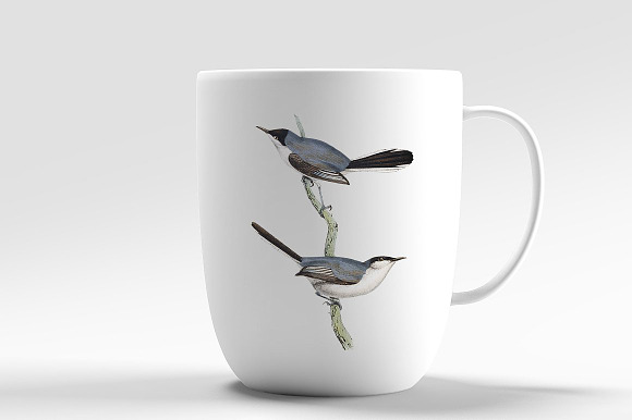 Warbler Black Crowned Vintage Bird in Illustrations - product preview 3