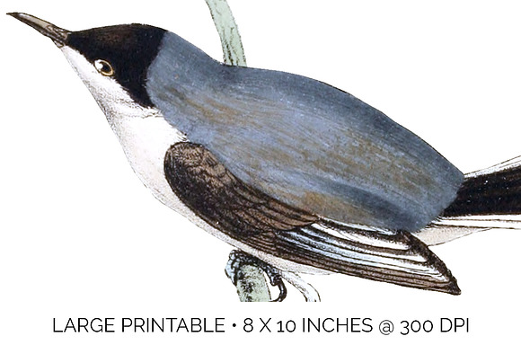 Warbler Black Crowned Vintage Bird in Illustrations - product preview 4