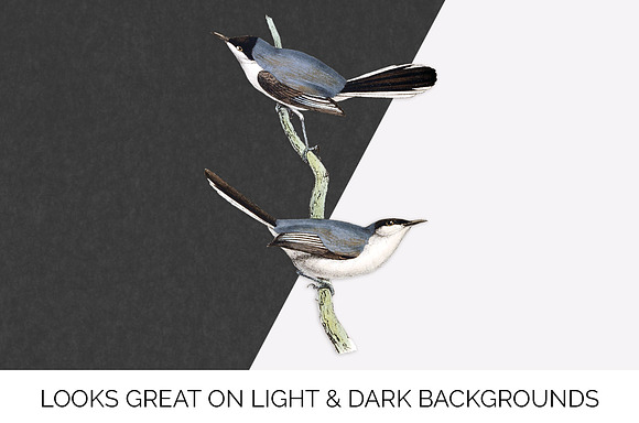 Warbler Black Crowned Vintage Bird in Illustrations - product preview 6