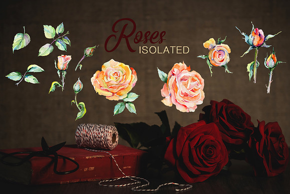 Stylish rose Watercolor png in Illustrations - product preview 6