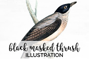 Thrush Black-Masked Vintage Birds