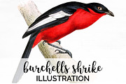 Red Bird Burchells Shrike  Vintage