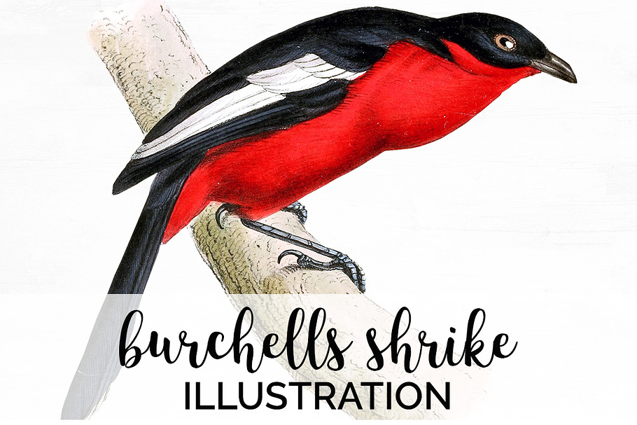 Red Bird Burchells Shrike  Vintage