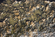 Wet sea rock texture