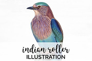 Bird Illustration Indian Roller