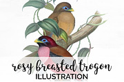 Trogon Rosy-breasted Vintage Bird