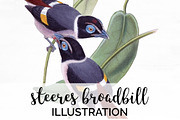 Broadbill Steeres Watercolor Vintage