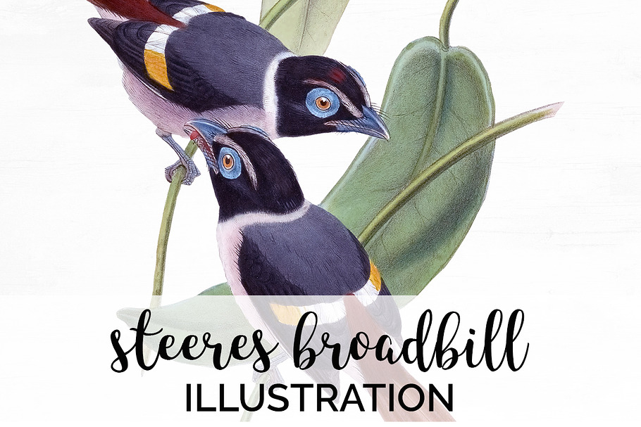 Broadbill Steeres Watercolor Vintage in Illustrations - product preview 8