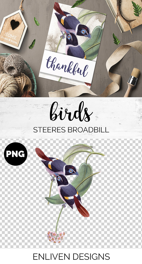 Broadbill Steeres Watercolor Vintage in Illustrations - product preview 1