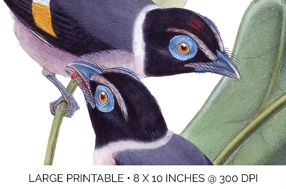 Broadbill Steeres Watercolor Vintage in Illustrations - product preview 4