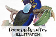 Bird Illustration Temmincks Roller