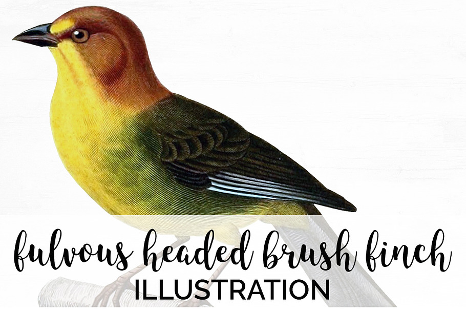 Finch Brush Vintage Watercolor Bird
