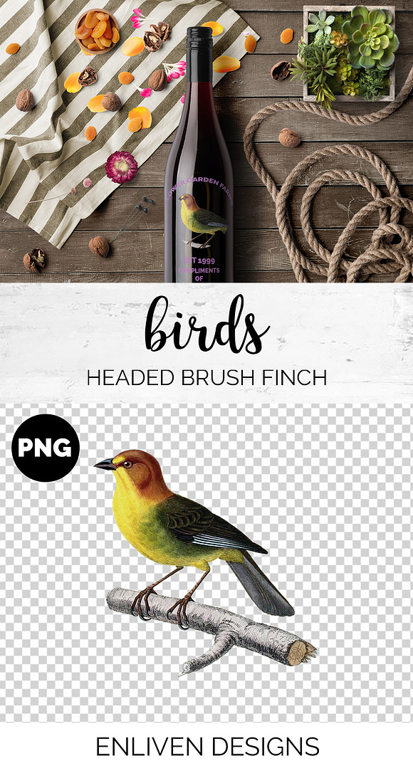 Finch Brush Vintage Watercolor Bird in Illustrations - product preview 1