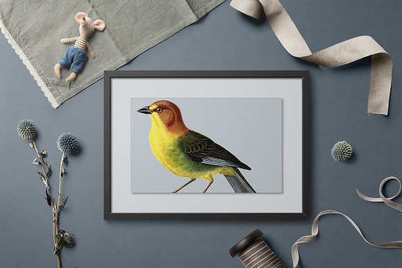 Finch Brush Vintage Watercolor Bird in Illustrations - product preview 5