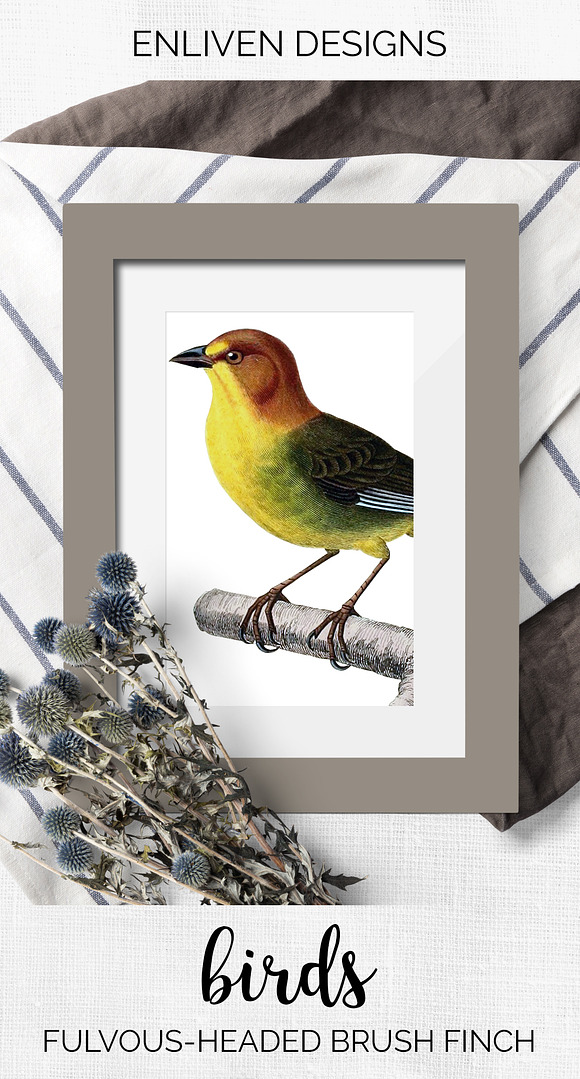 Finch Brush Vintage Watercolor Bird in Illustrations - product preview 7