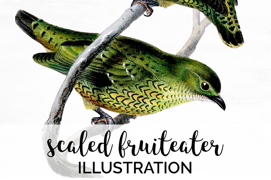 Fruiteater Bird Vintage Watercolor in Illustrations - product preview 8