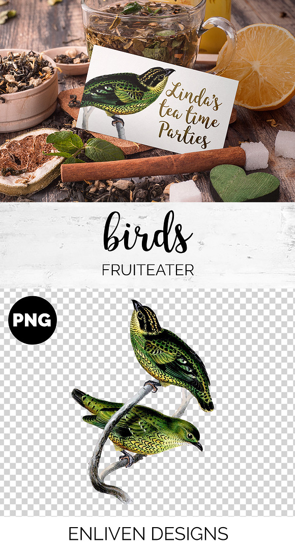 Fruiteater Bird Vintage Watercolor in Illustrations - product preview 1