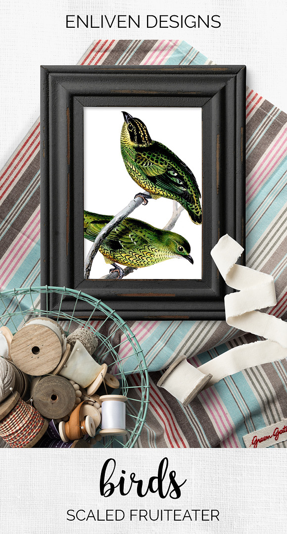 Fruiteater Bird Vintage Watercolor in Illustrations - product preview 7