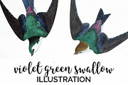 Swallow Violet-Green Birds Vintage