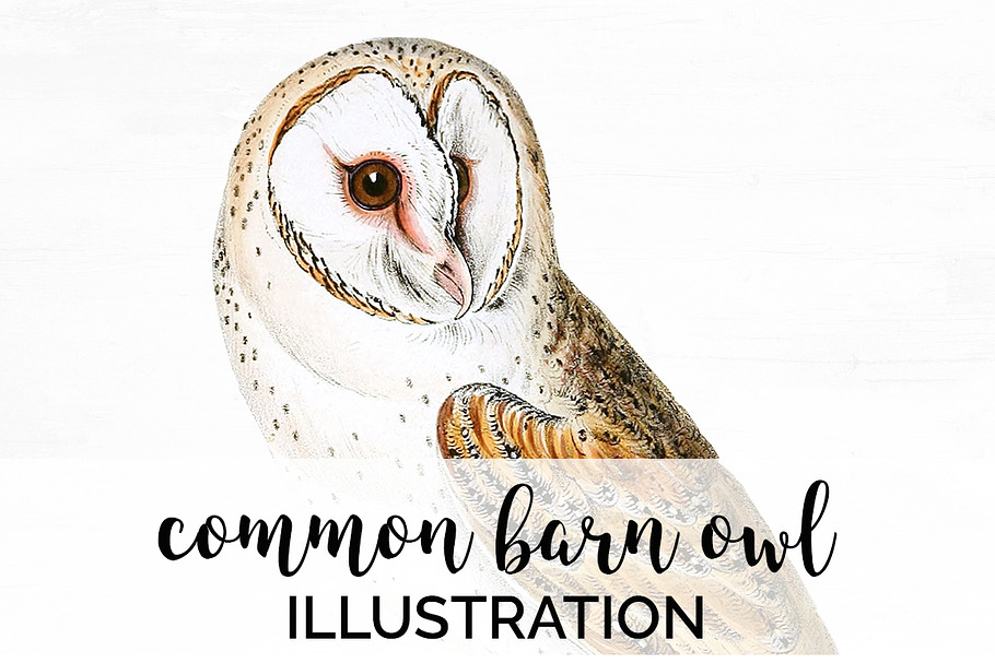Barn Owl Vintage Watercolor Bird