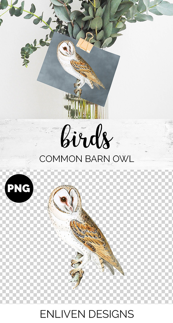 Barn Owl Vintage Watercolor Bird in Illustrations - product preview 1