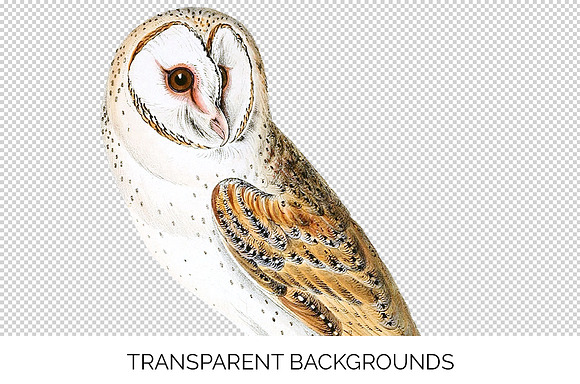 Barn Owl Vintage Watercolor Bird in Illustrations - product preview 2