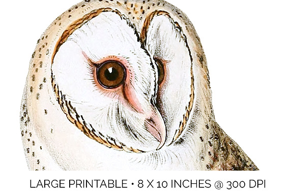 Barn Owl Vintage Watercolor Bird in Illustrations - product preview 4