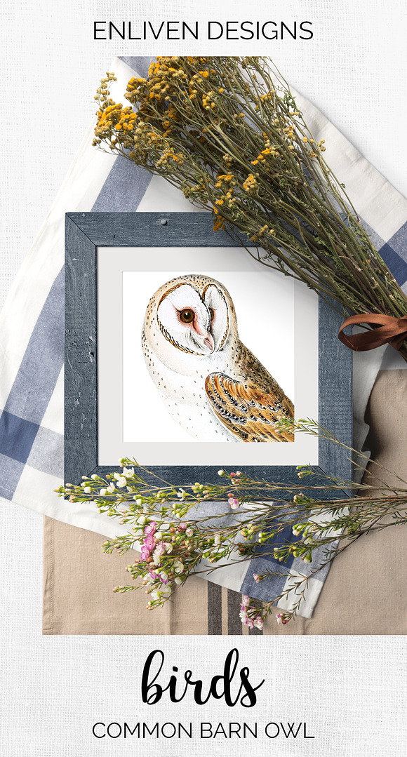 Barn Owl Vintage Watercolor Bird in Illustrations - product preview 7