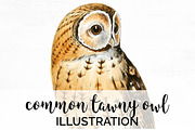 Owl Common Tawny Vintage Bird