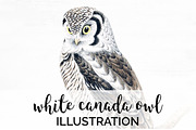 Owl White Canada Vintage Watercolor