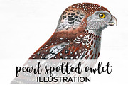 Owlet Pearl-Spotted Vintage Bird